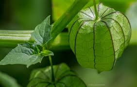 How To Kill Alzheimer's Disease