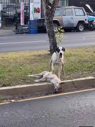 Mientras el mundo observa y pasa de largo, él intenta salvar ...