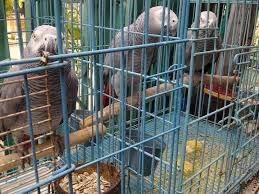 Image result for african grey parrot for sale