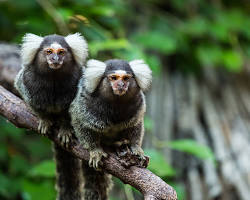 Sagui