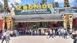 Jirafa Oldie muere por un accidente en Zoológico de León, Guanajuato
