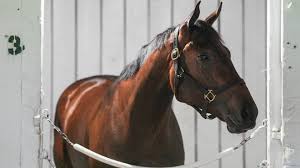 robusta horse Picture