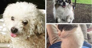 Nutley Family Service Bureau Pet Pantry