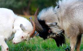 Image result for GOAT