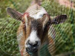 Image result for GOAT