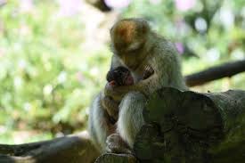 Image result for MONKEYS
