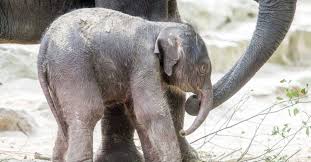 Resultado de imagem para foto de elefante recem nascido