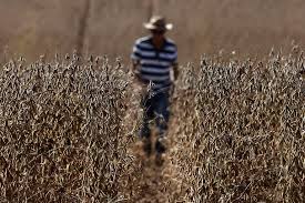BB vê sinais de melhora em pagamentos do agro, mas ainda monitora setor