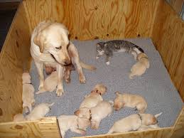 Résultat de recherche d'images pour "cats and dogs living together pictures"