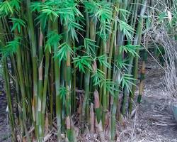 Image of Bamboo