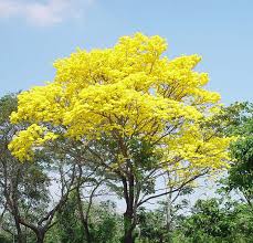 Resultado de imagen para flora de venezuela