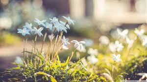 R&eacute;sultat de recherche d'images pour "spring tumblr"