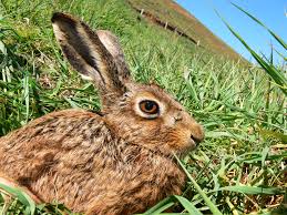 Hasil gambar untuk AUSTRALIA rabbit