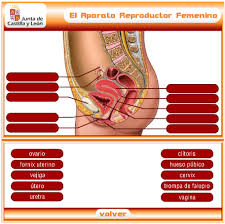 http://www.educa.jcyl.es/educacyl/cm/gallery/Recursos%20Infinity/juegos_jcyl/cuerpo_rep/home2.html