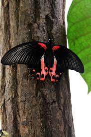 Tropischer Schmetterling - Bild \u0026amp; Foto von Sebastian Brands aus ... - tropischer-schmetterling-0987b06a-ddc4-49dd-90eb-19d693e972bc