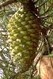Image result for male cone pinus