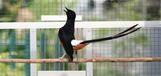 Hasil gambar untuk murai batu