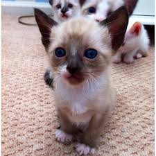 Résultat de recherche d'images pour "snowshoe cat"