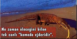 ilginç bilgiler ile ilgili görsel sonucu
