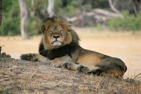 Image result for cecil lion