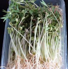 Image result for RAU MẦM CẢI XANH