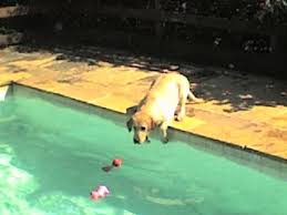 Resultado de imagem para crianças perigo em piscinas