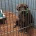 St. Pete ordinance takes aim at puppy mills