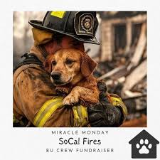 CFDDA | PLEASE SHARE 🙏🏼 Reposted from @boscoandizumi We have no words for the devastation that is currently wreaking havoc in Los Angeles. But... | Instagram