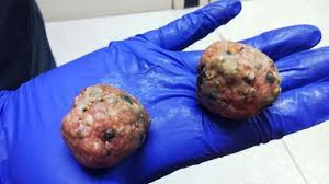 Risultati immagini per  CANI AVVELENATI OSPEDALE