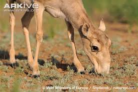 Résultat de recherche d'images pour "saiga antelope"