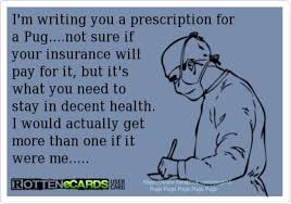 Image result for pug jokes