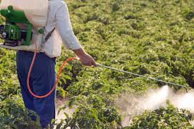 foliar feeding ile ilgili görsel sonucu