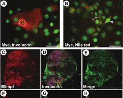 Image of SZ95 cells