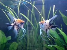Image result for angelfish