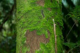 Rainforest Tree Moss Photograph by Dietrich Sauer - Rainforest ... - rainforest-tree-moss-dietrich-sauer