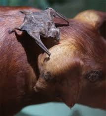 Image result for VACINAÇÃO raiva BOVINA