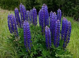Image result for lupine