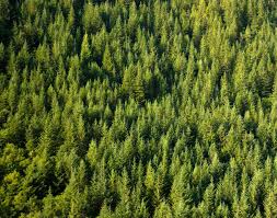 Image result for forest