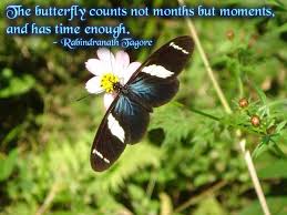 Butterfly Image Quotes And Sayings - Page 1 via Relatably.com