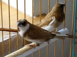 Hasil gambar untuk Society finch