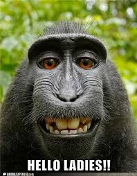 Image result for funny critters