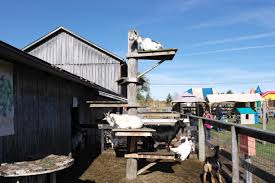 Image result for goat tree