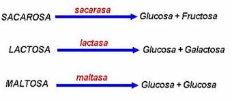 Resultado de imagen de carbohidratos molecula