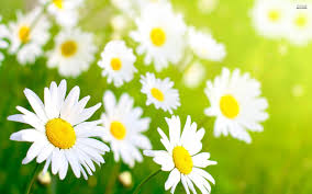 Risultati immagini per spring