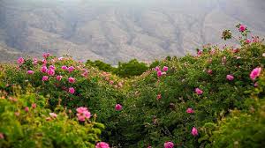 گل محمدی؛ میراث ایرانی در معرض غفلت جهانی