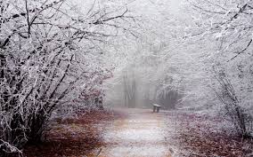 Afbeeldingsresultaat voor winter bomen