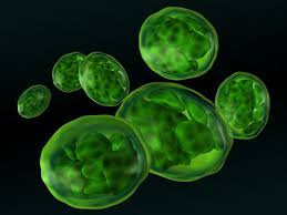 Image result for chloroplast