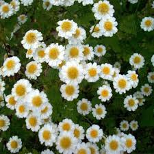 Image result for feverfew