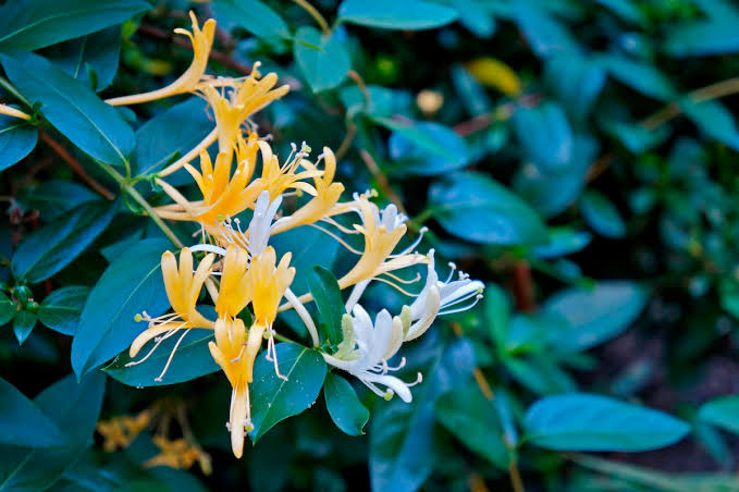 honeysuckle (Lonicera japonica) - Triangle Land Conservancy kim ngân hoa