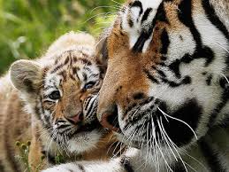 R&eacute;sultat de recherche d'images pour 